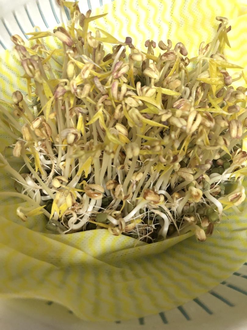 沥水篮发豆芽