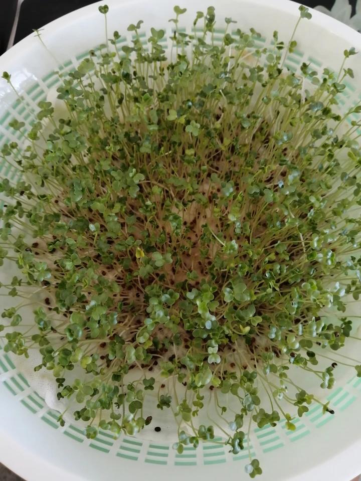凉拌西兰花芽(青花椰苗)