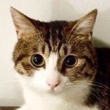 甜猫记Alice