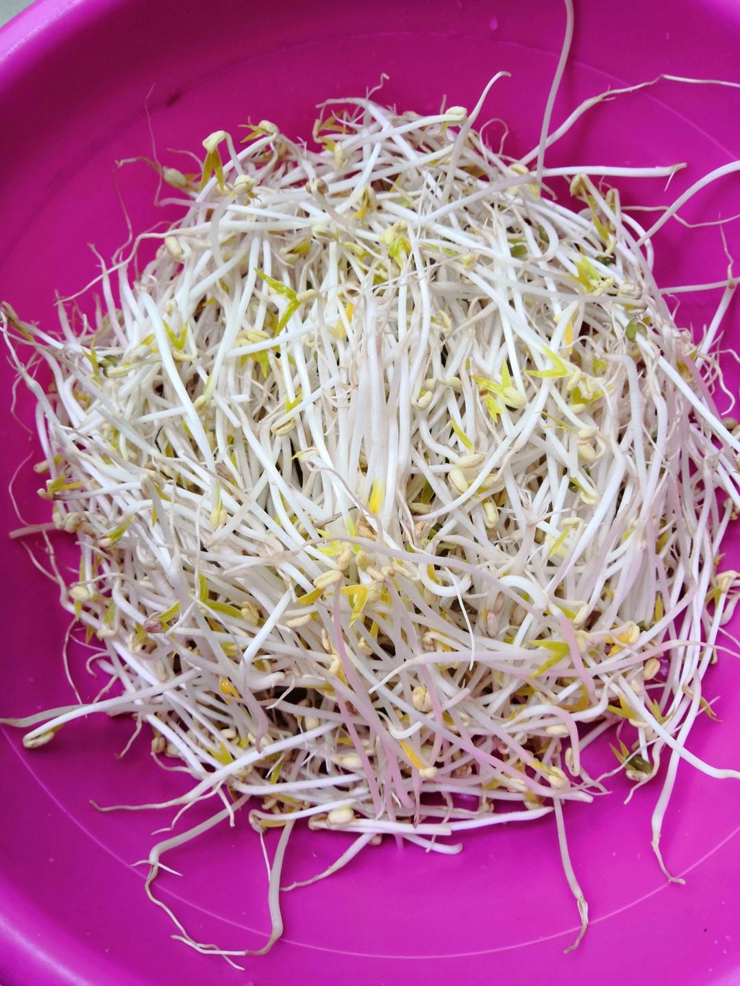 自发豆芽（沙子版，零失败）