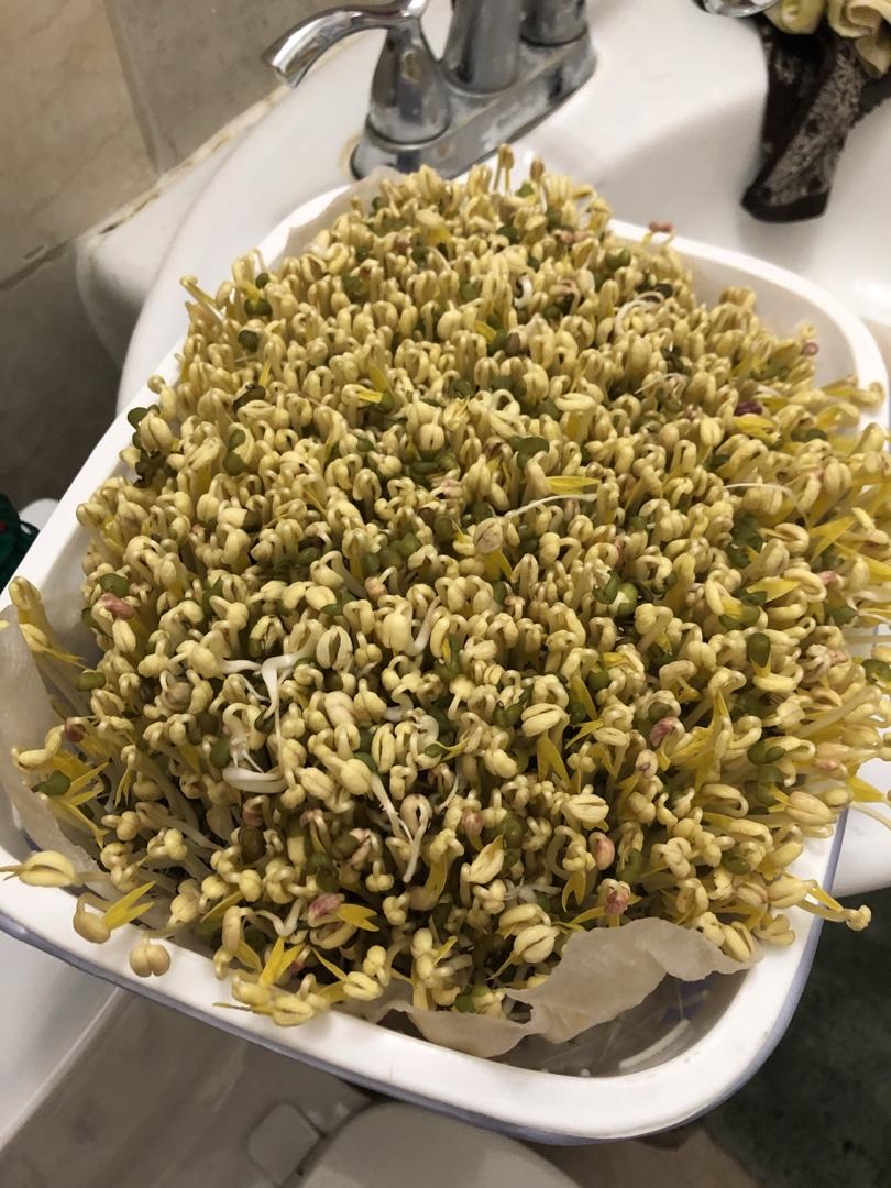 自制豆芽