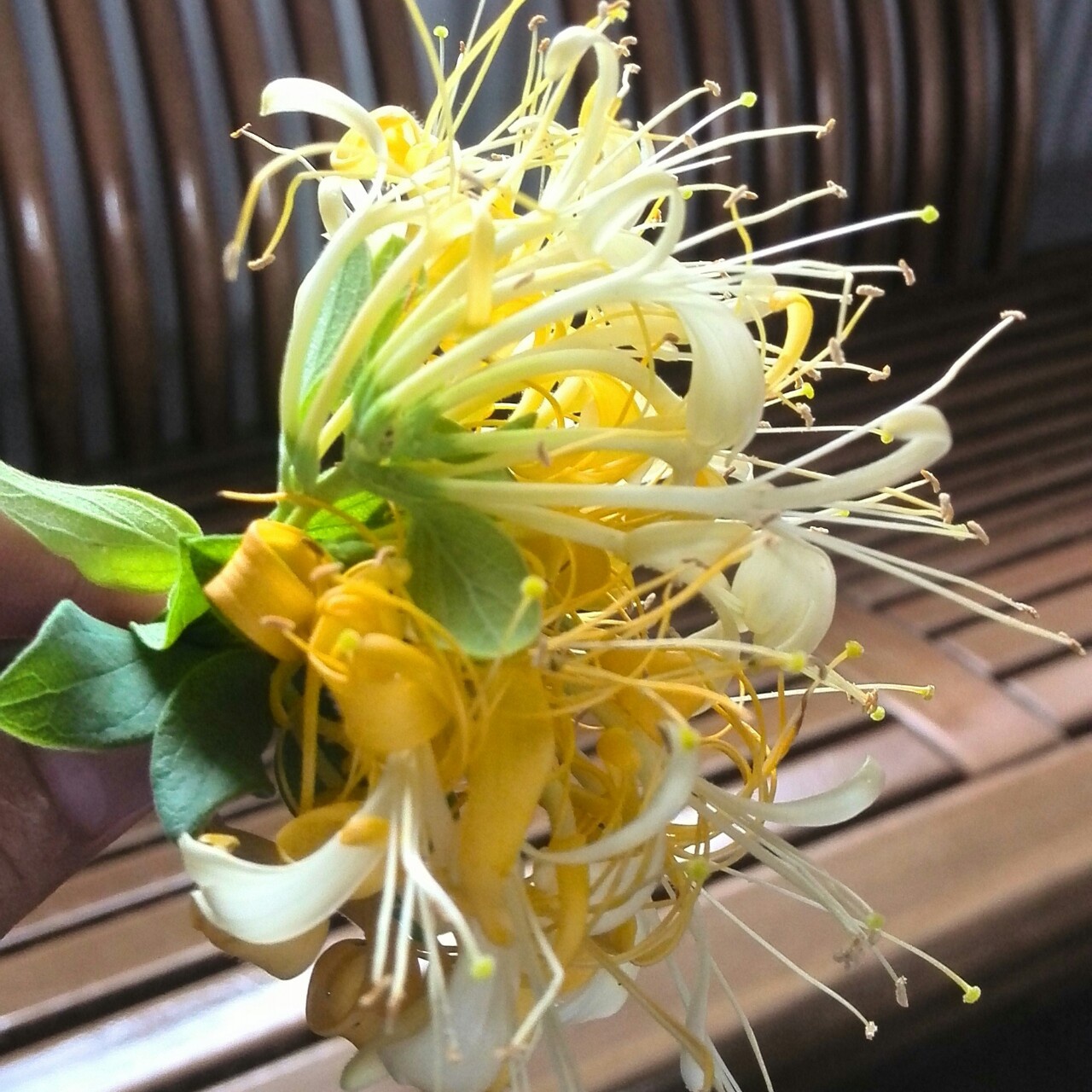 花非花kfj