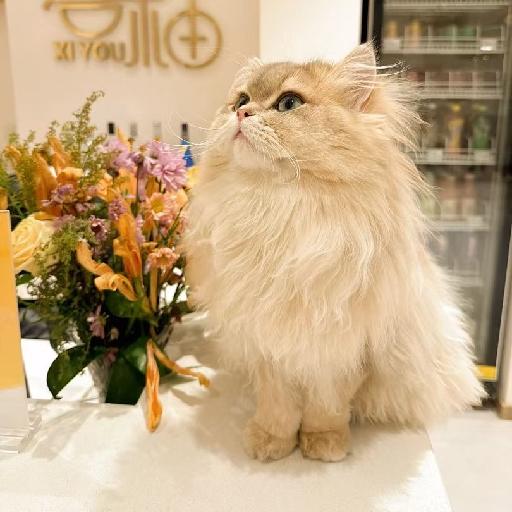 桃子汽水qq