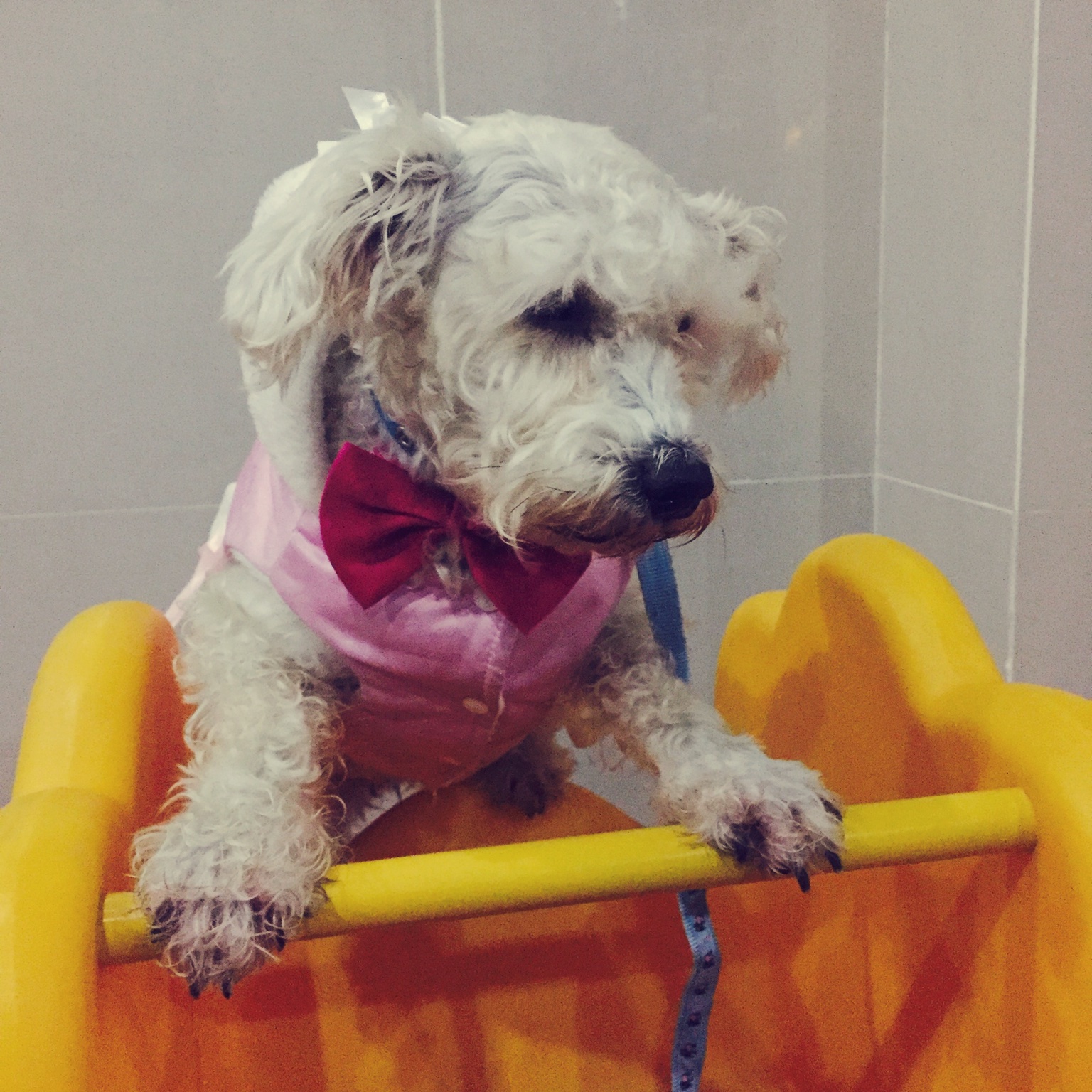 布布和豆包的姐姐