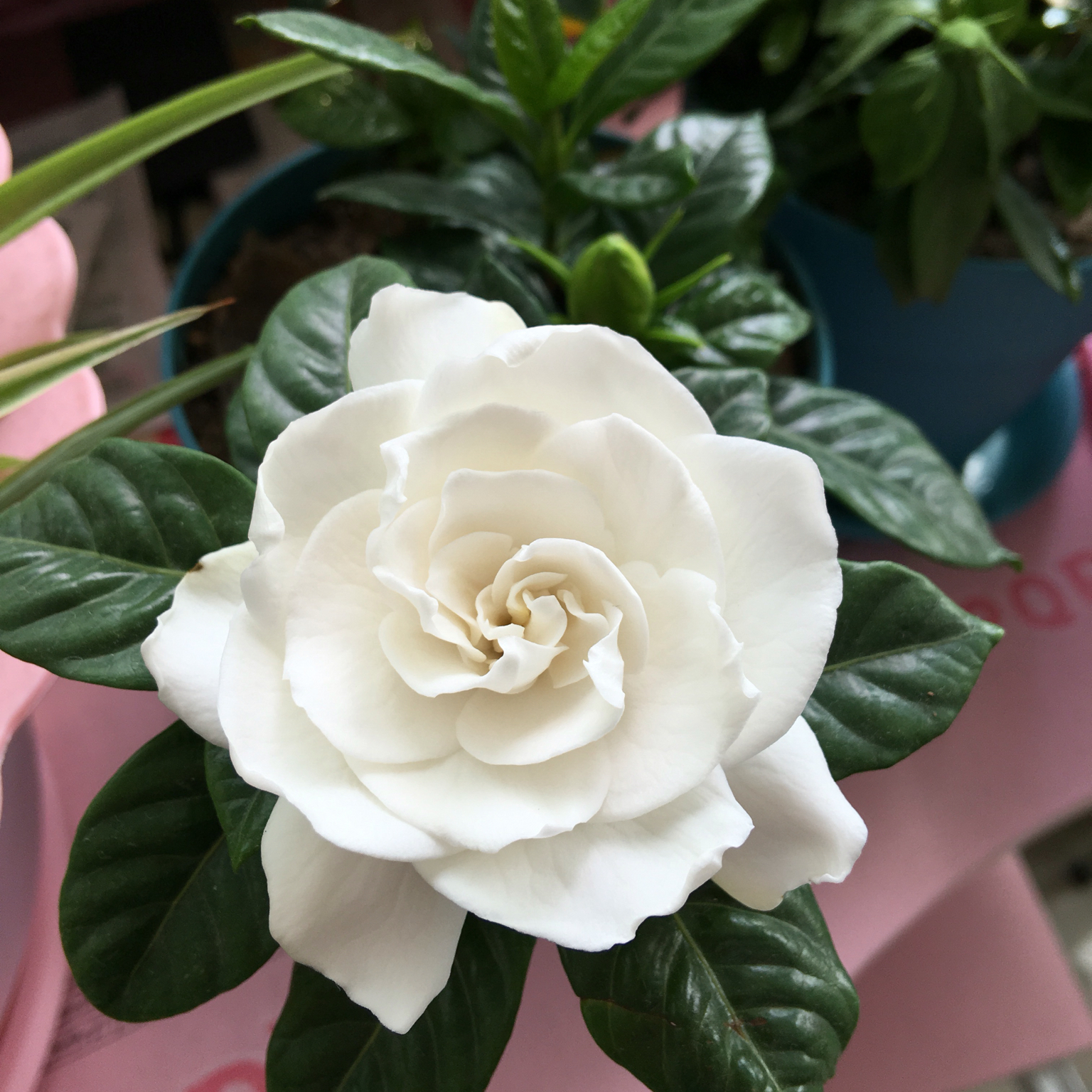 花，一辈子爱上你