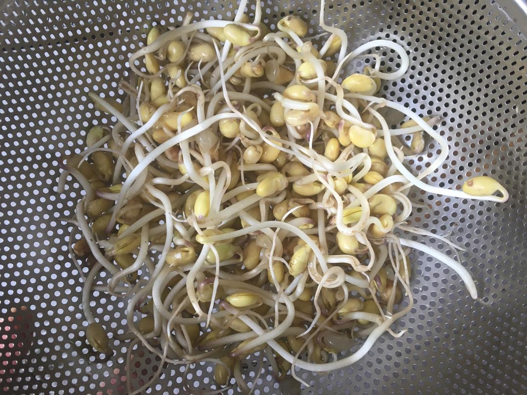 自发豆芽（可乐瓶发豆芽0失败！）