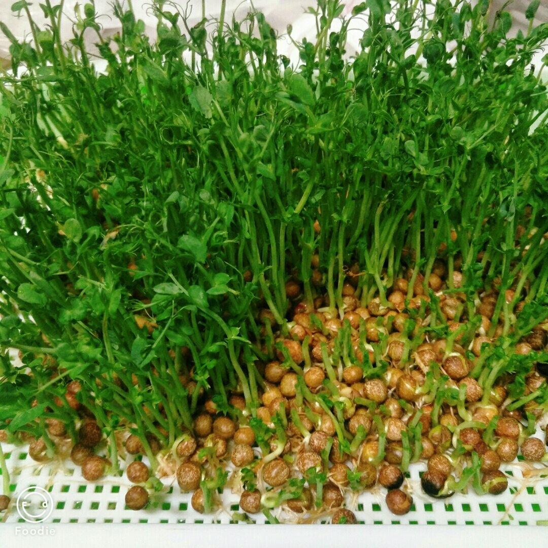 一次成功简单水培豌豆苗