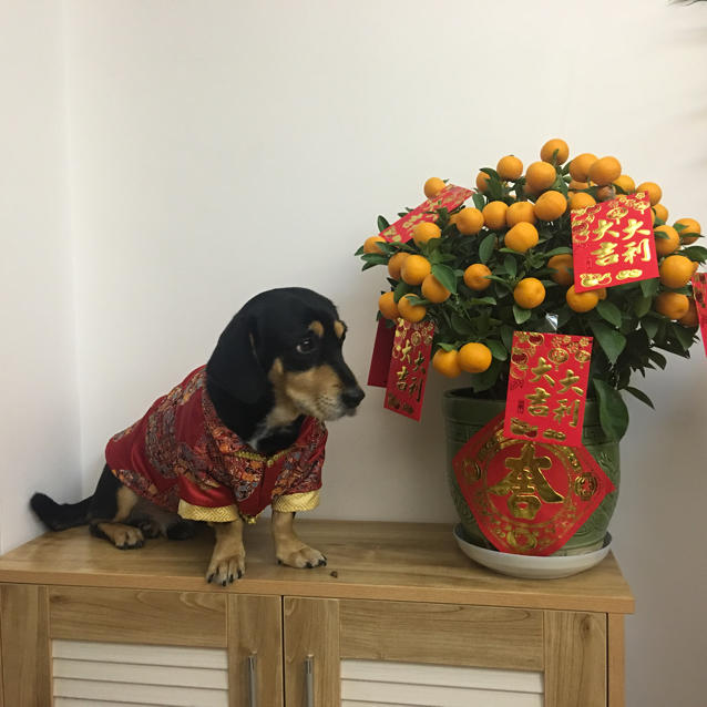 爱爆拉丝芝士的肥牛牛