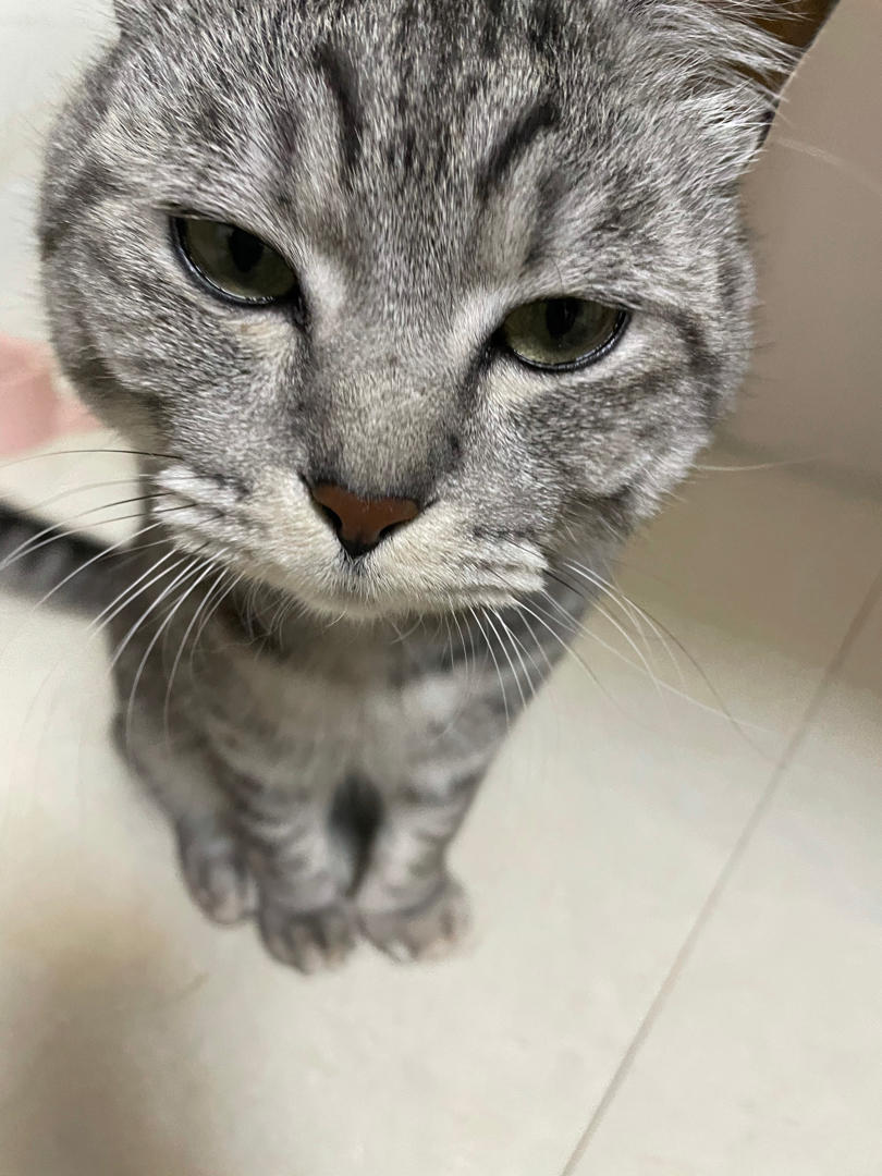 阿狸不穿鞋