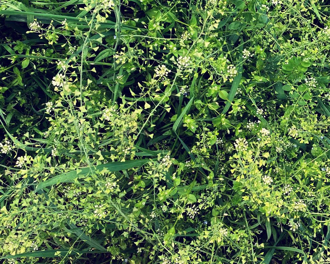 三月三 芥花蛋的做法步骤图 怎么做好吃 全家都是吃货就我一个会做 下厨房