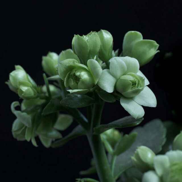 林少11