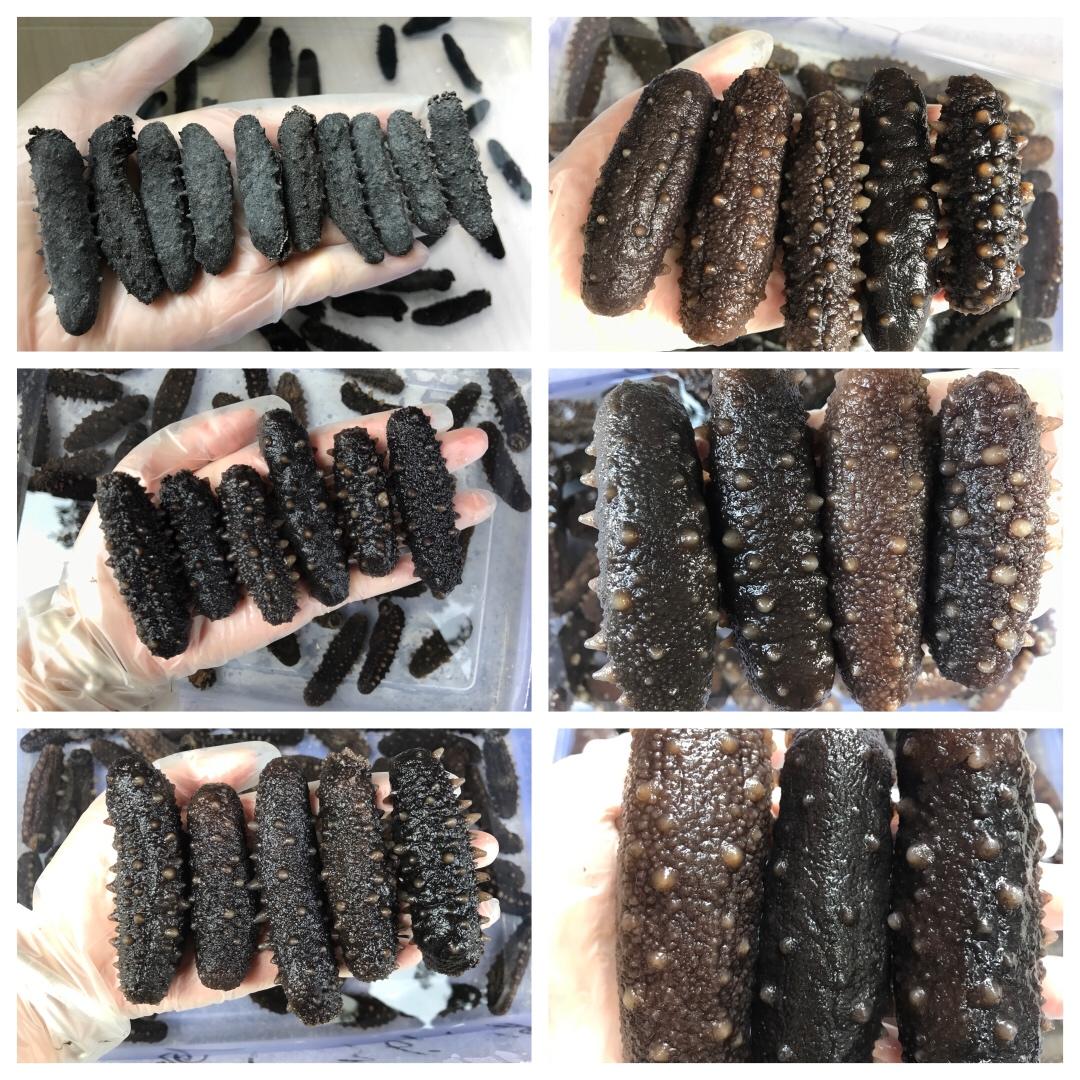 海参泡发•（新手学得会）