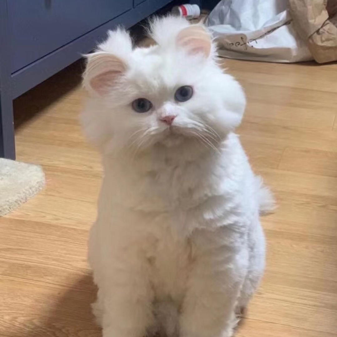 杜依美