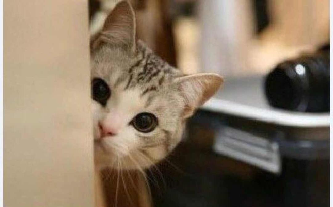 捣蛋鬼就爱捣蛋