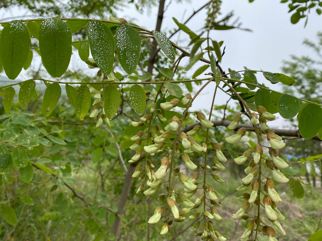 新鲜上市的野菜