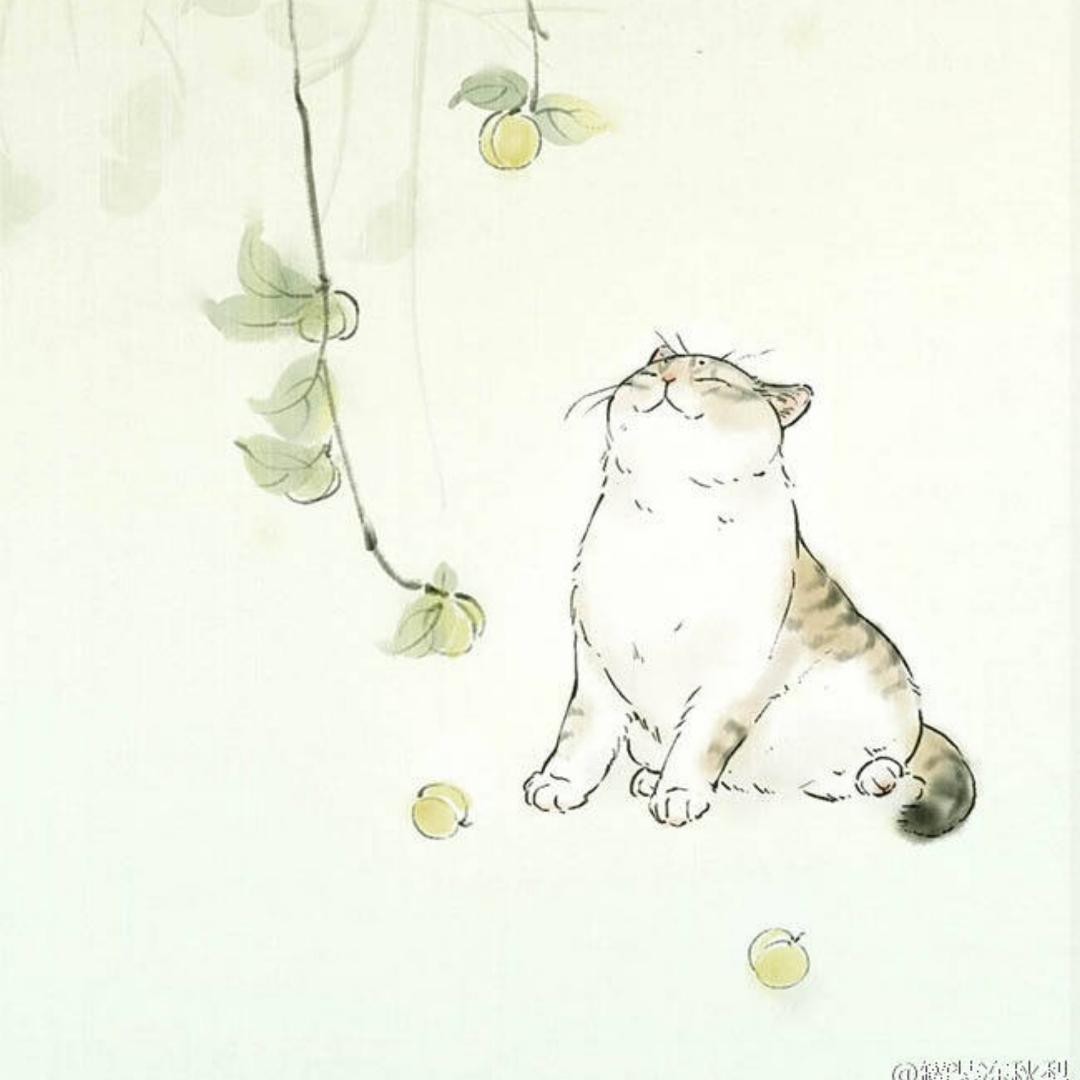 渡渡酱