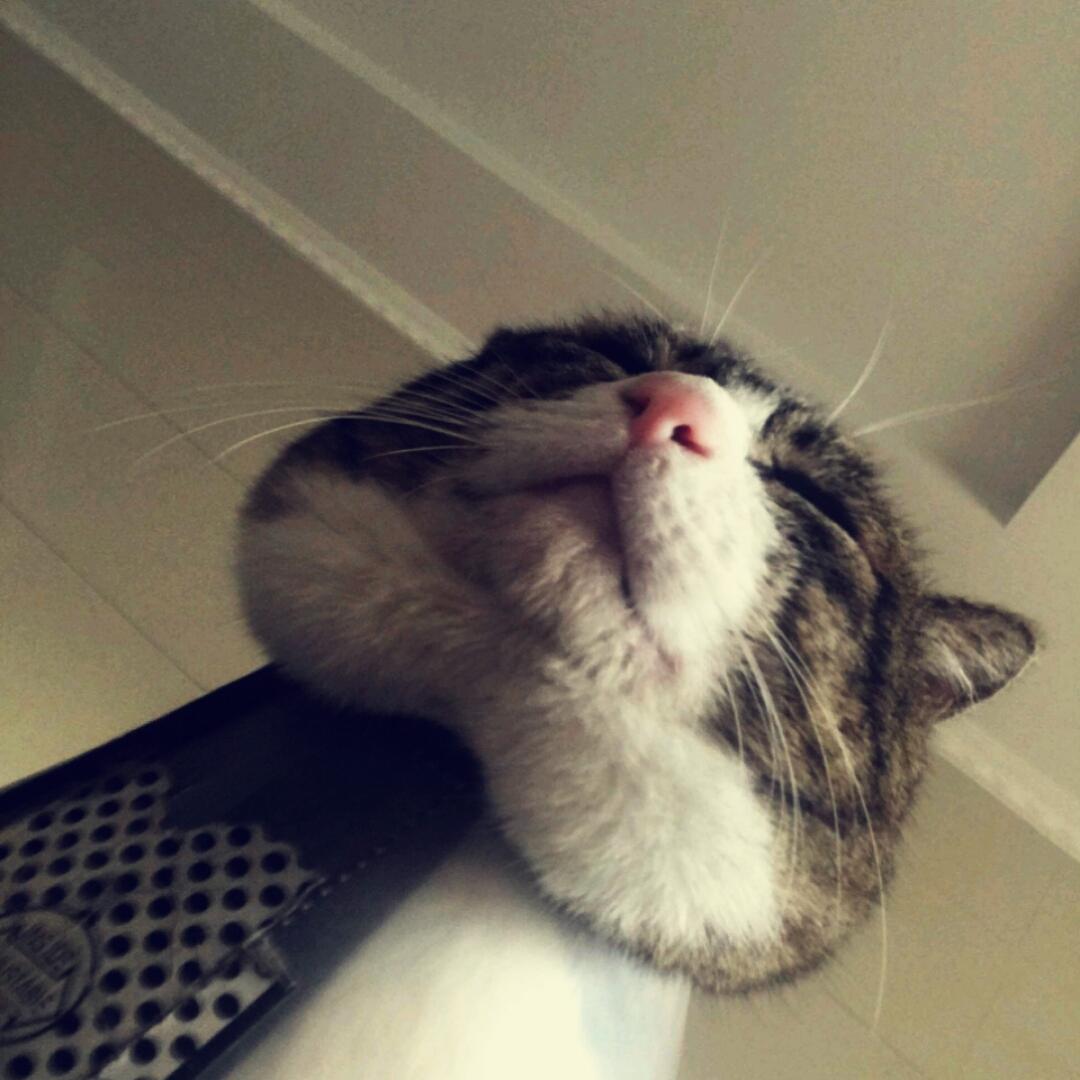 h酱w喵呜