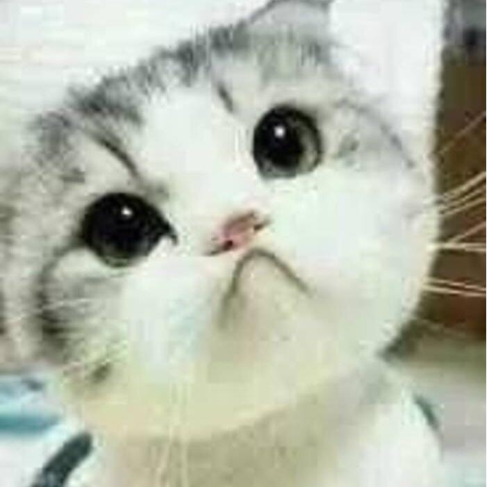 晋晋小猴子