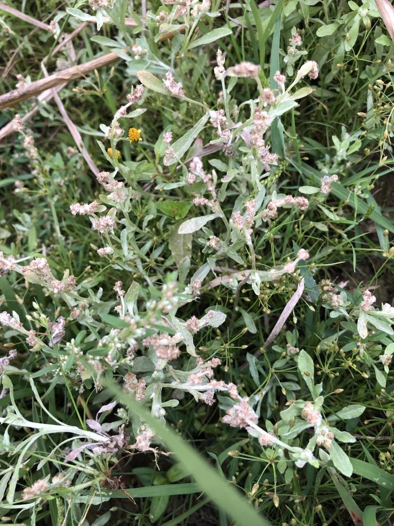 湛江特色小吃：田艾籺、木叶夹、叶搭饼、咪叶搭