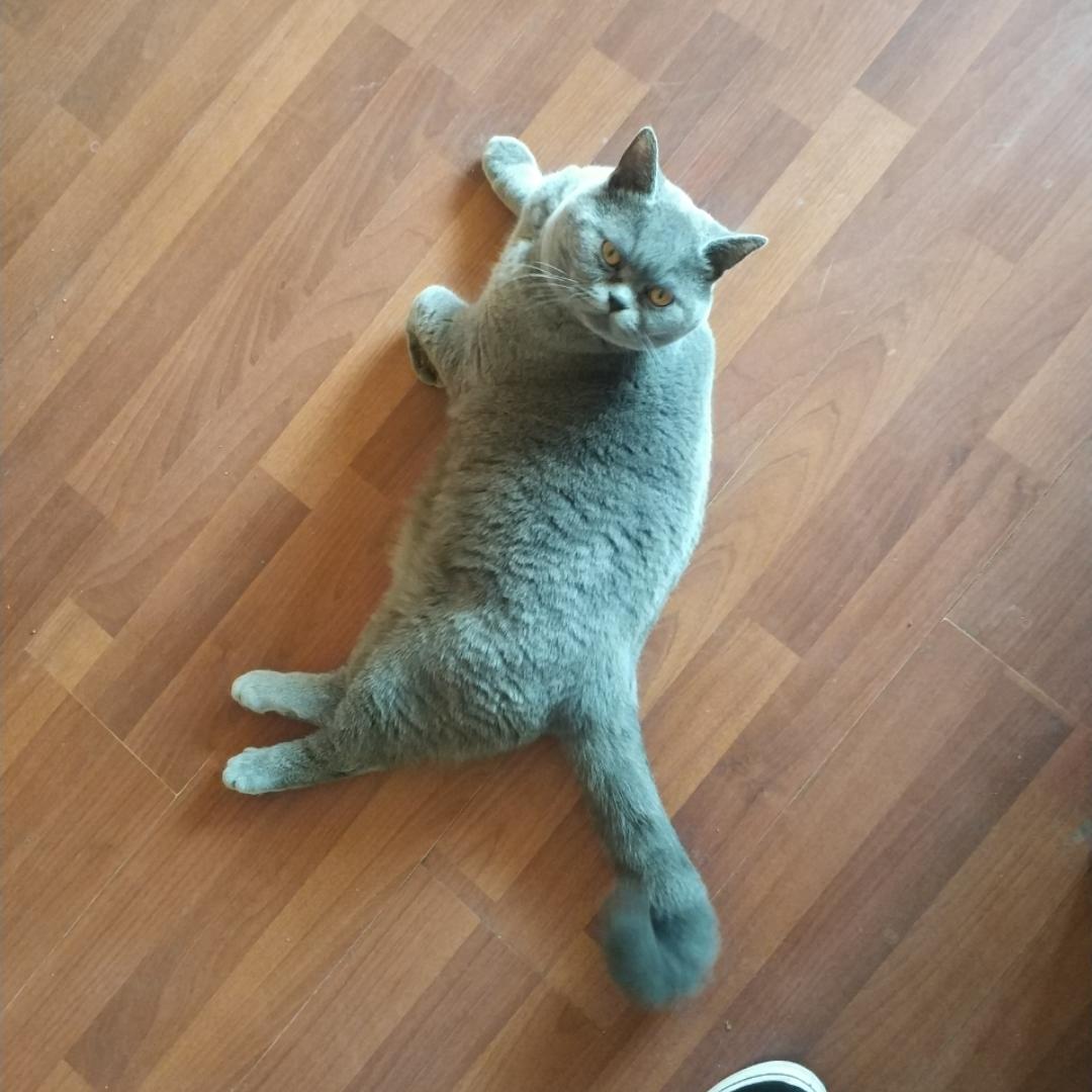 小灰灰yjy