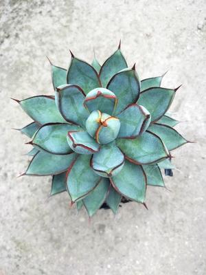 生命在于不停的吃