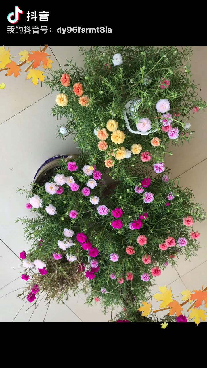 我家那些花花草草