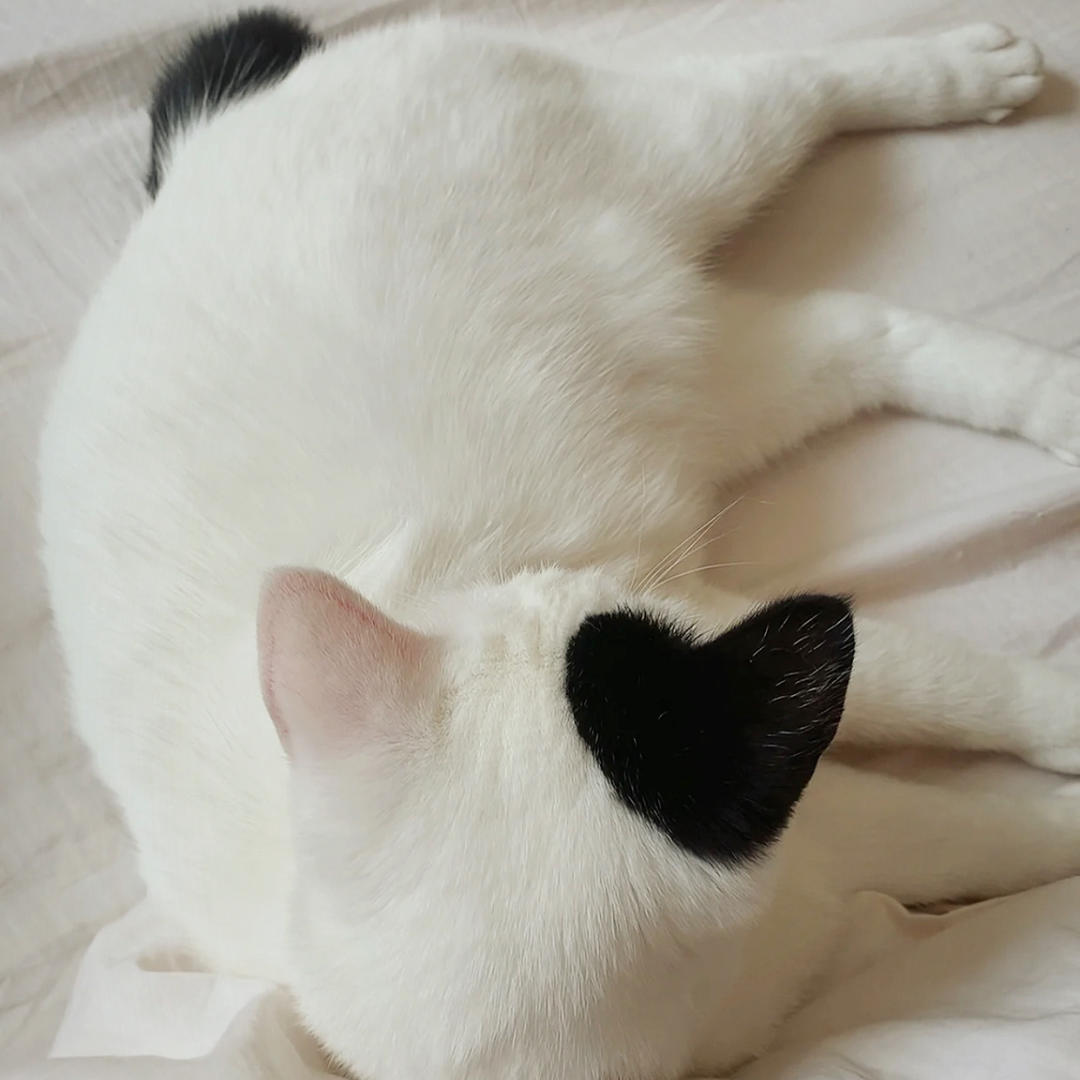 喵滚滚滚