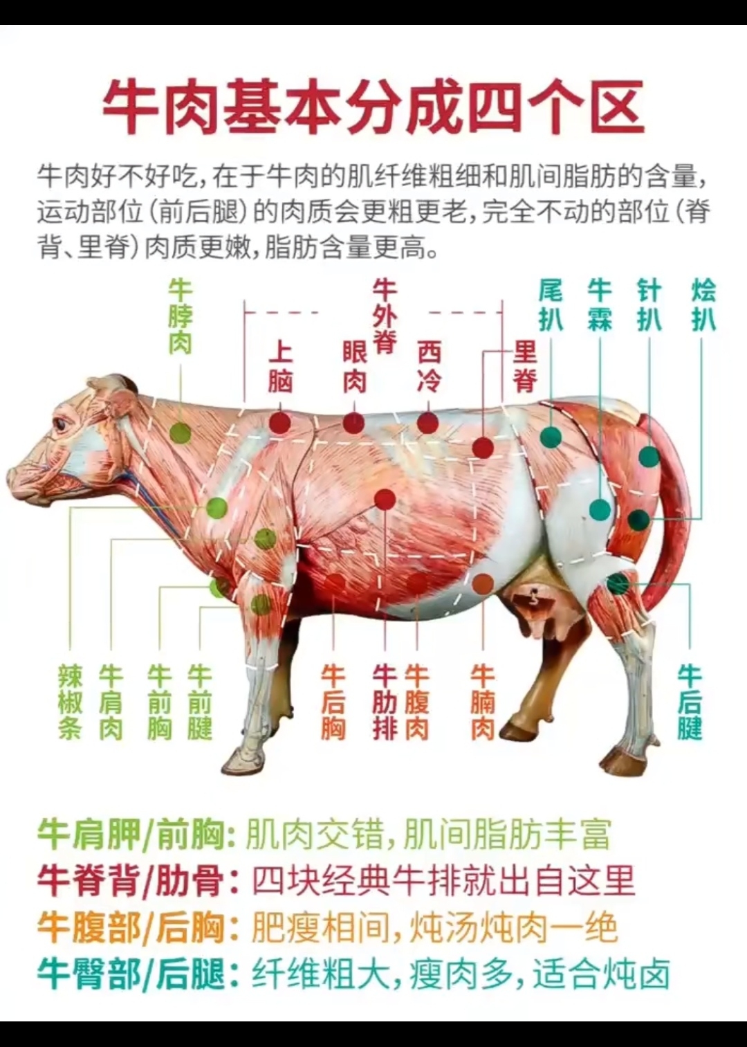 牛肉的部位图解与做法(来自度娘)的做法 步骤17