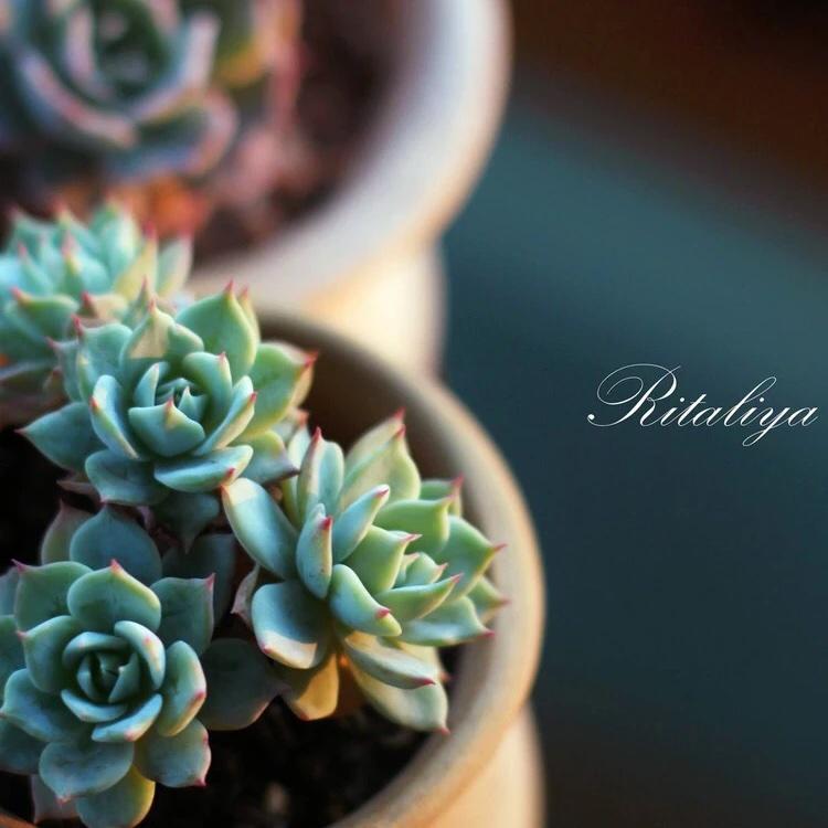 萧萧小鱼儿的厨房