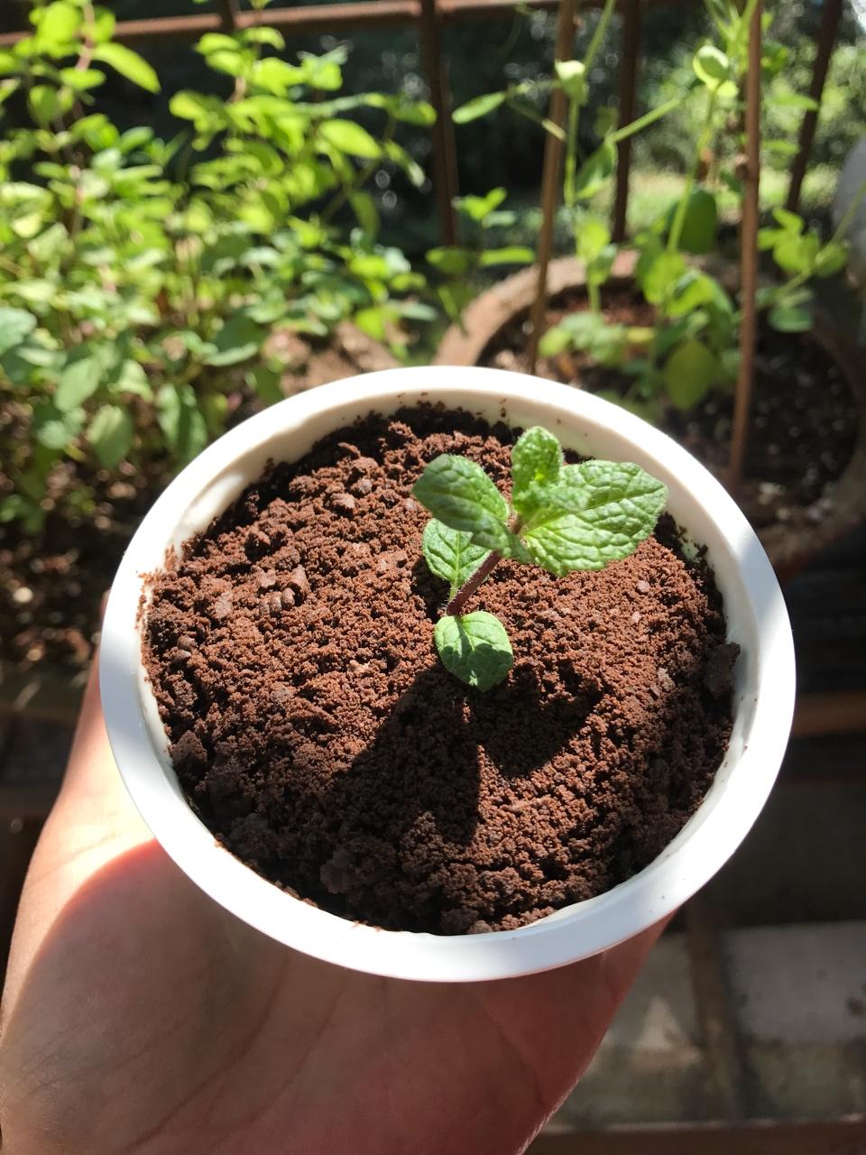 午餐•2017年11月21日