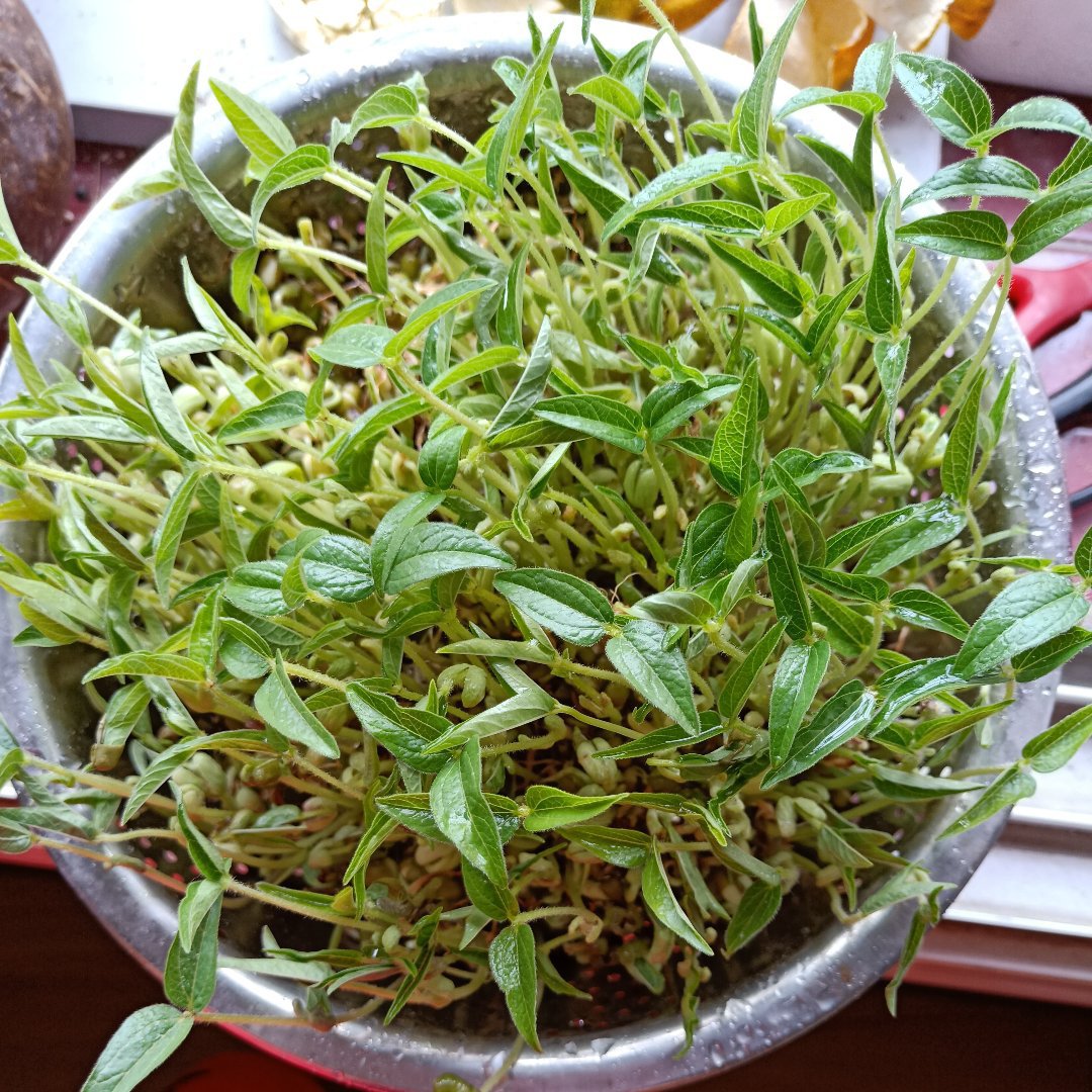 水培绿豆盆栽“成长记”