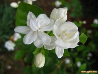 津津妈茉莉花