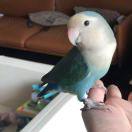 小花仙子Boluboka