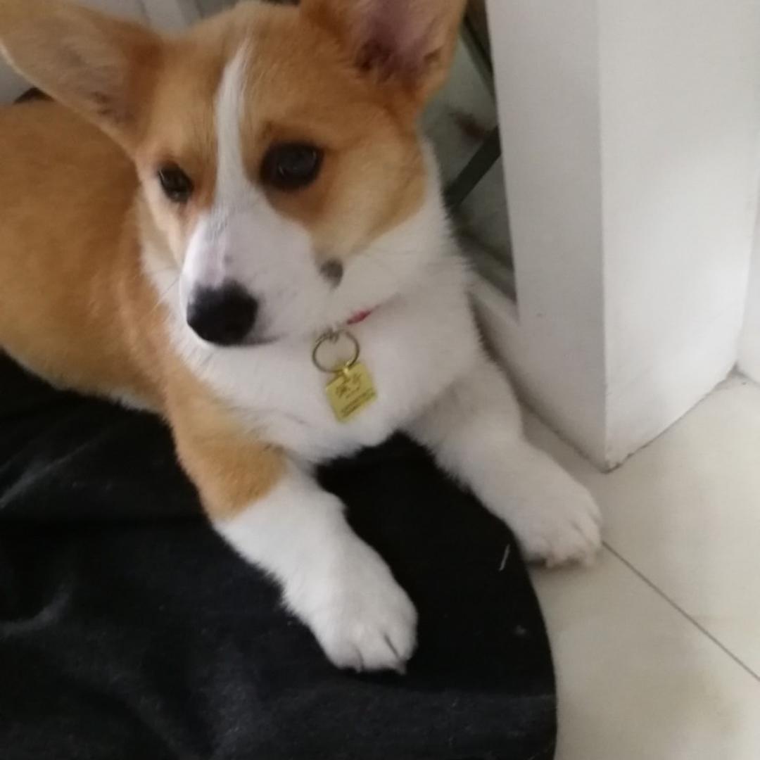 我是佩奇的妈妈