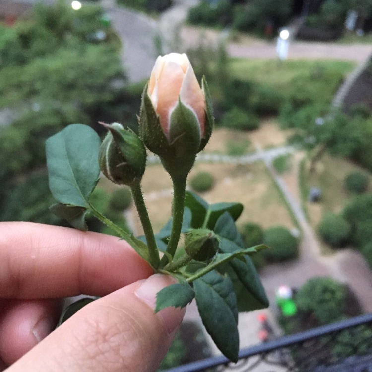 我的月季