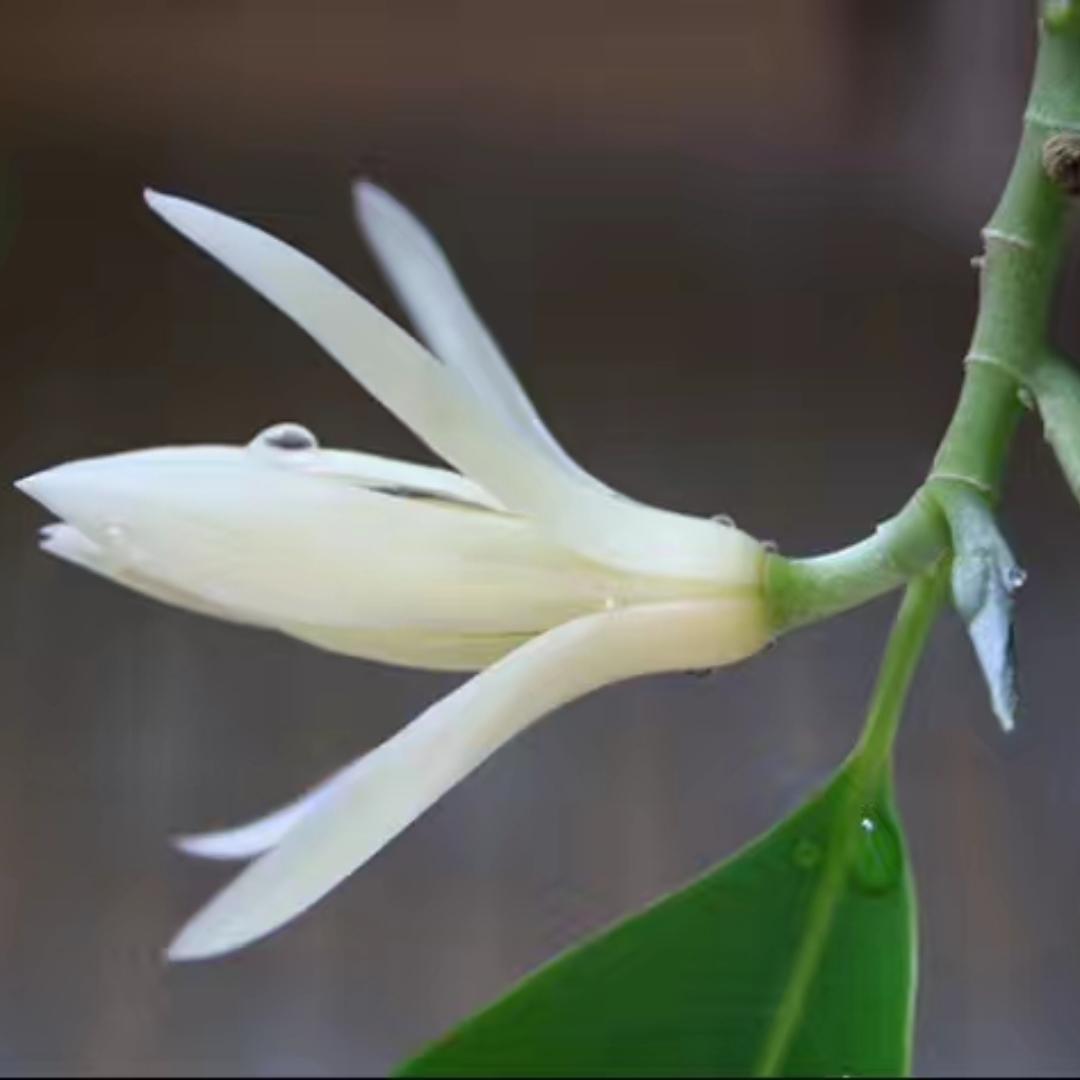 就是一朵小云彩