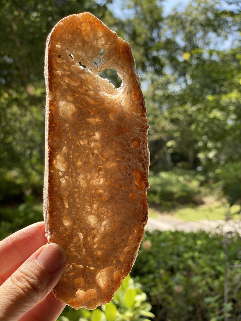 欧包 波兰种 割包视频
