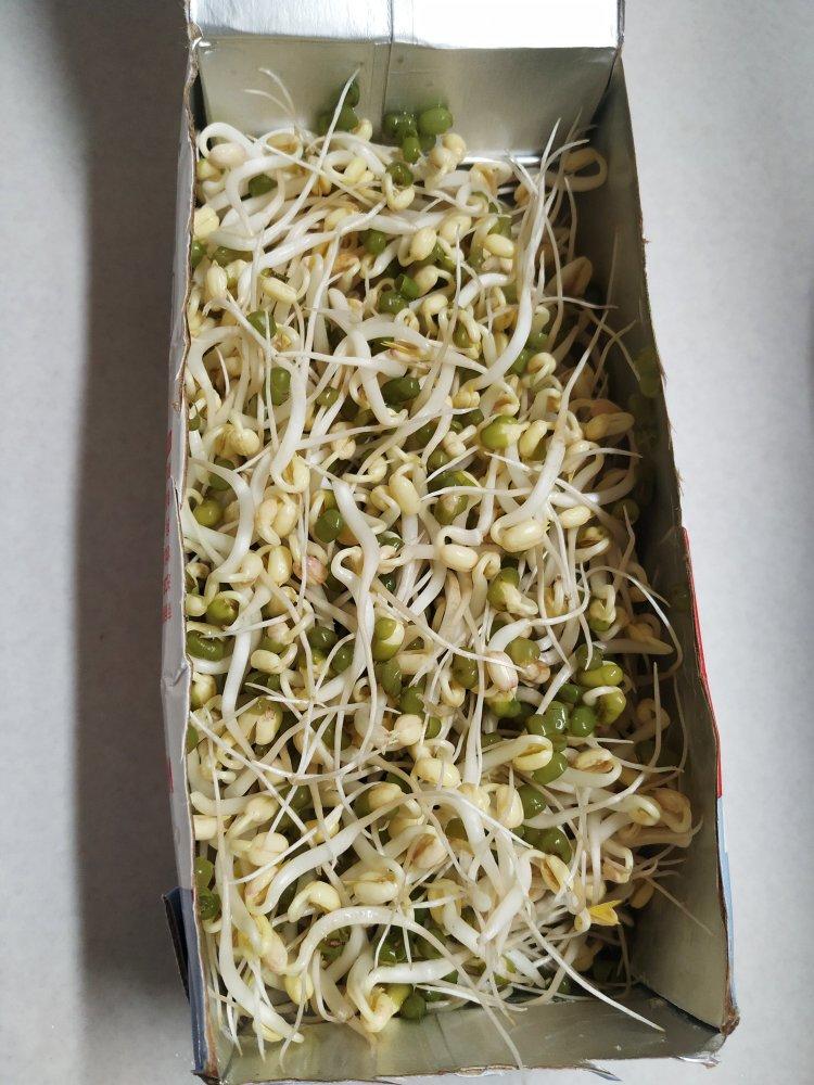 牛奶盒发豆芽|废物利用真方便