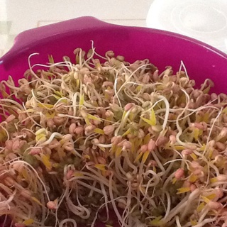 发绿豆芽