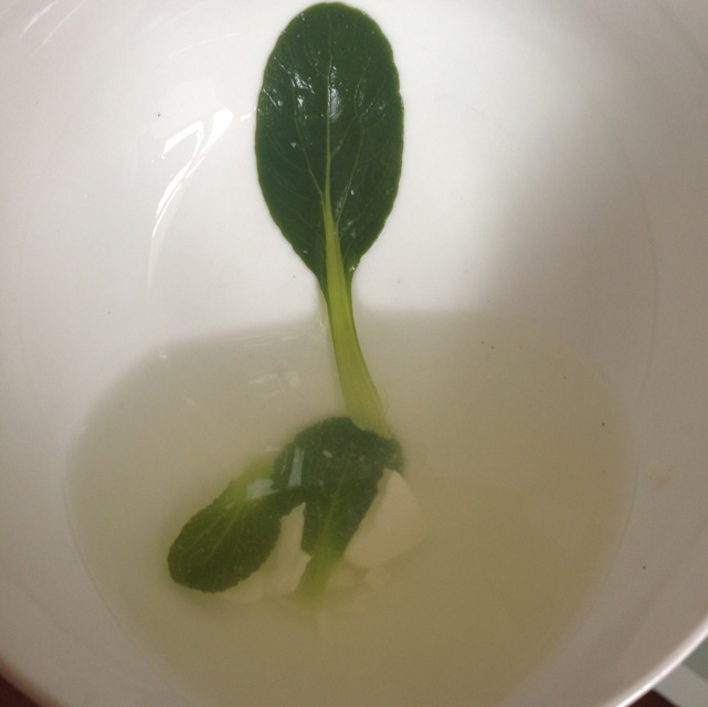 青菜豆腐汤