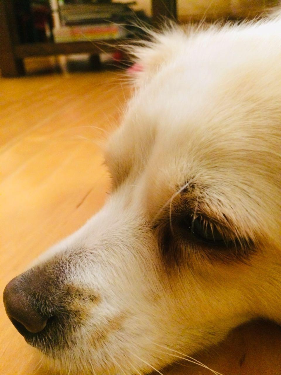 叼爷小萌萌的点点滴滴