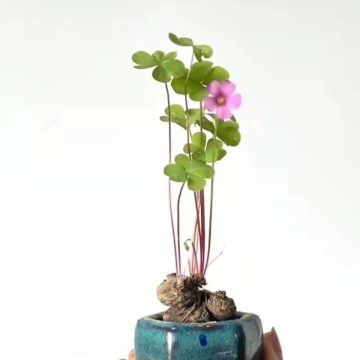 浅陌拾光