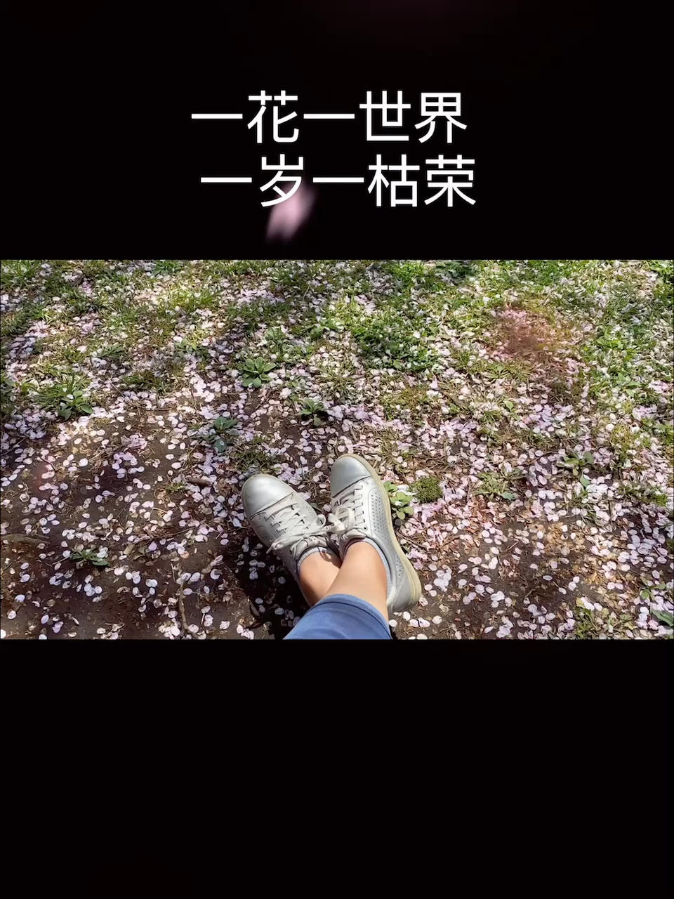 赏（樱）花纪行