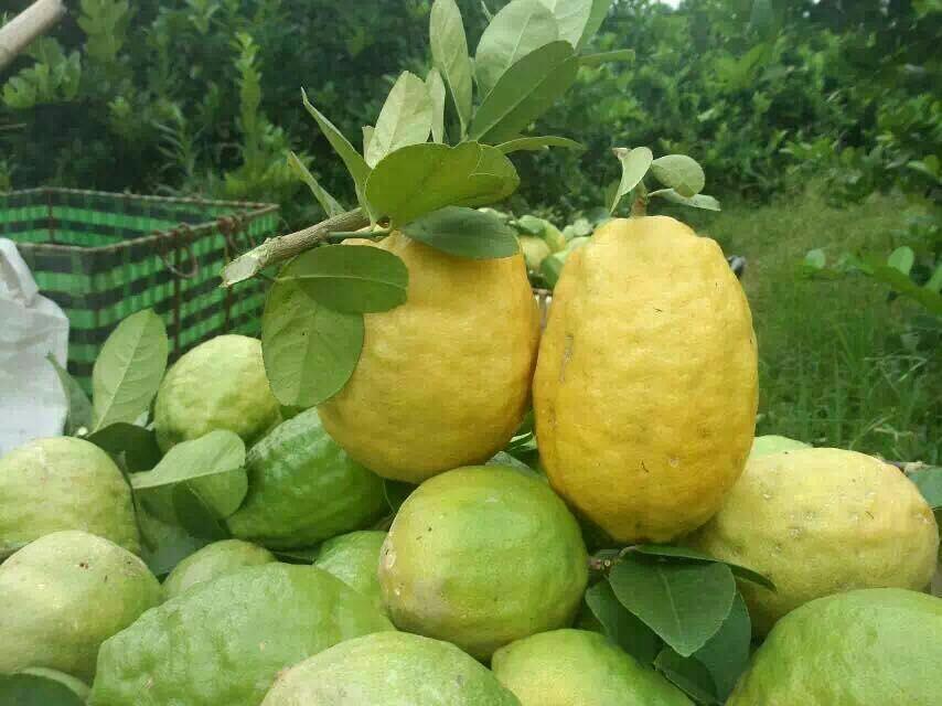 柴火炖制冰糖炖柠檬的做法