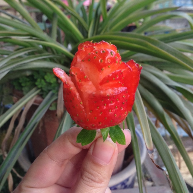 草莓玫瑰花