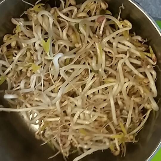 简单家庭版自发豆芽