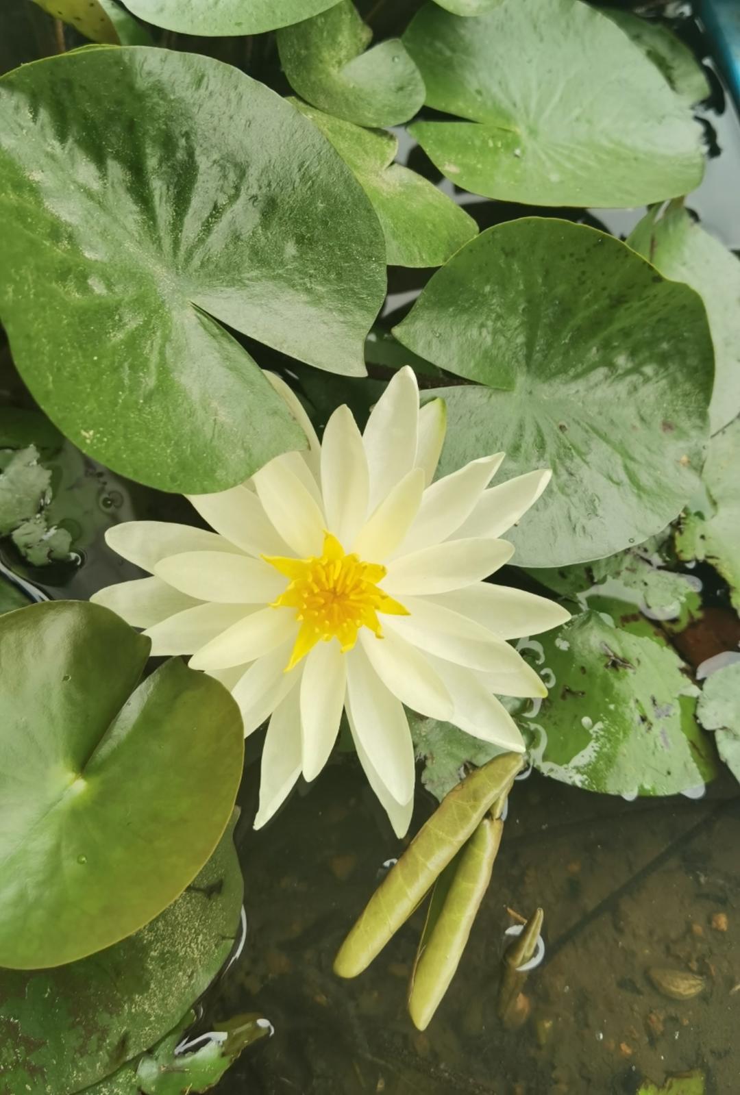 正在学习的二狗子