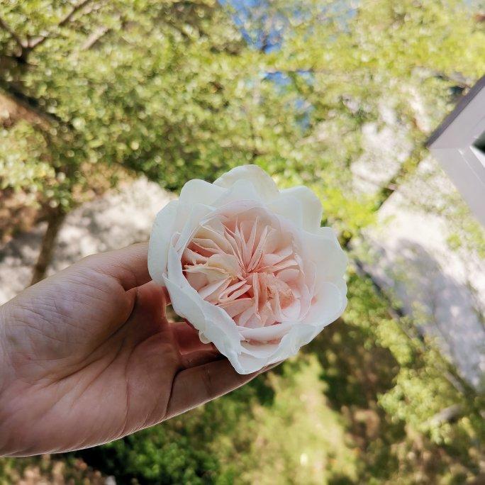 simomo小桃做的糯米纸糖纸花玫瑰