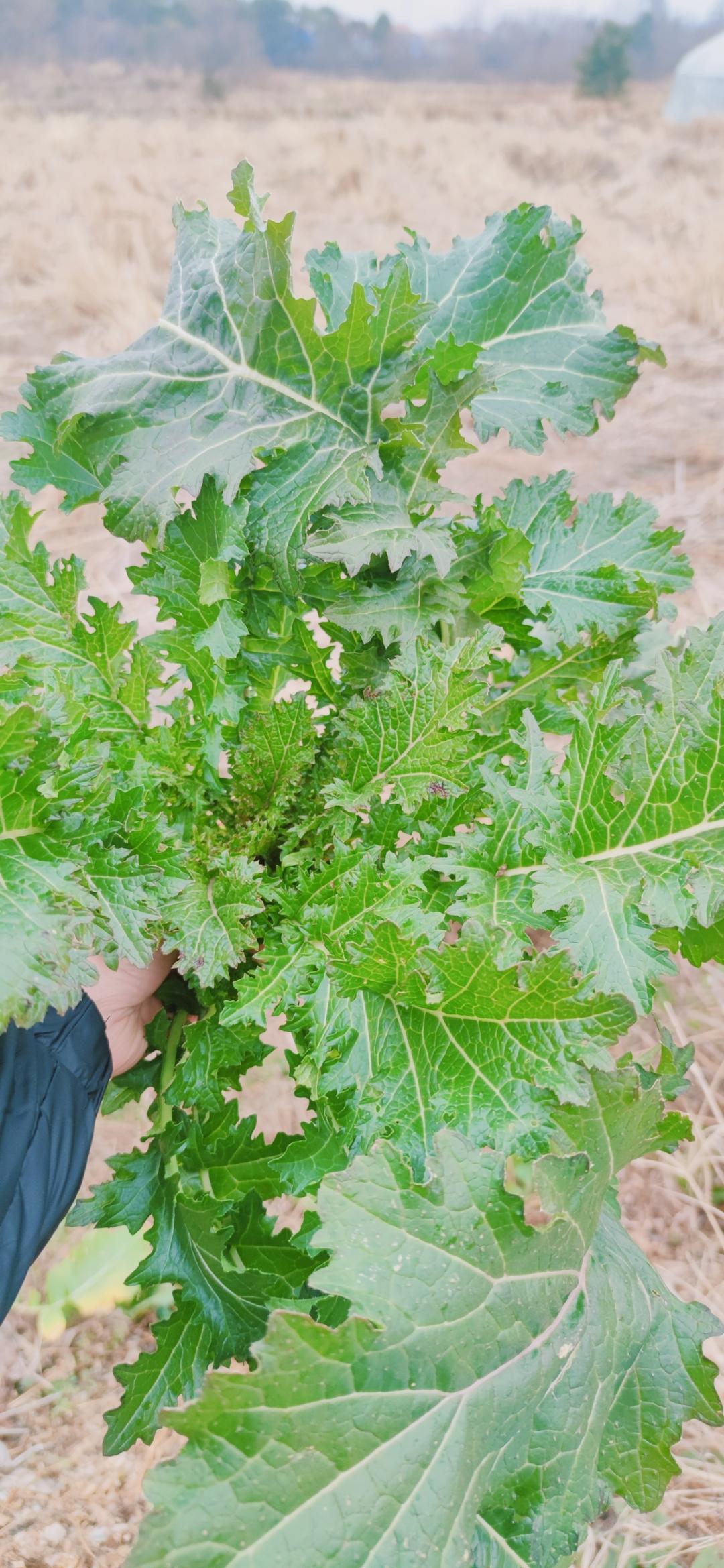 秘制野菜腌菜