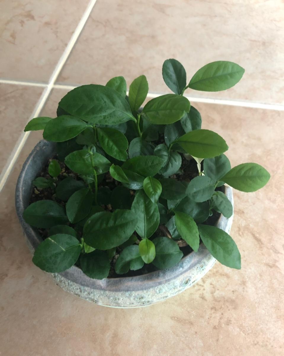 种一杯随取随用的柠檬叶
